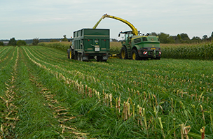 Multi species winter cover crops for maize growers
